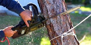 Best Pest Control for Lawns  in St David, AZ
