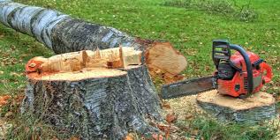 Best Tree Disease Treatment  in St David, AZ