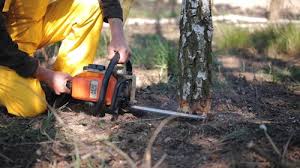 Trusted St David, AZ Tree Care Experts