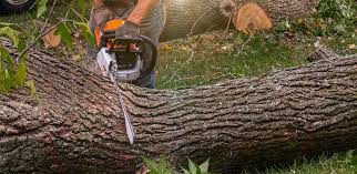  St David, AZ Tree Care Pros