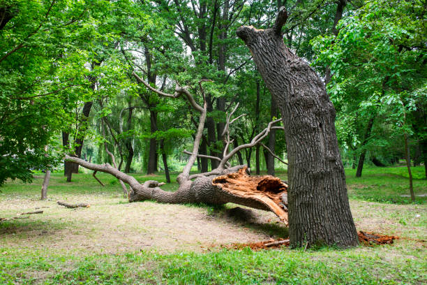 Best Tree Health Inspection  in St David, AZ