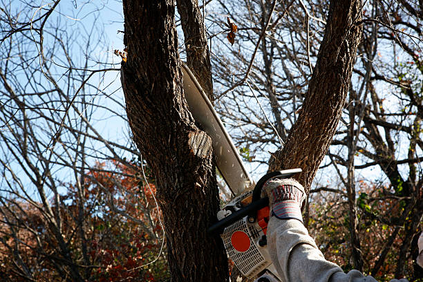 How Our Tree Care Process Works  in  St David, AZ