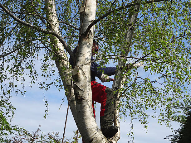Best Aeration Services  in St David, AZ