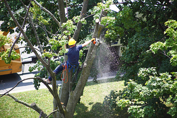 Tree and Shrub Care in St David, AZ