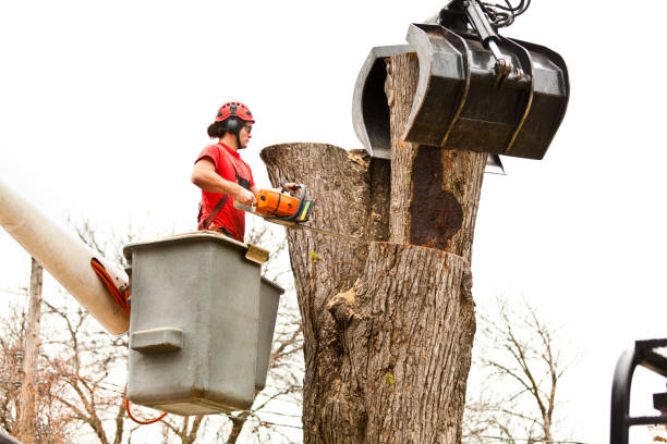 Best Leaf Removal  in St David, AZ